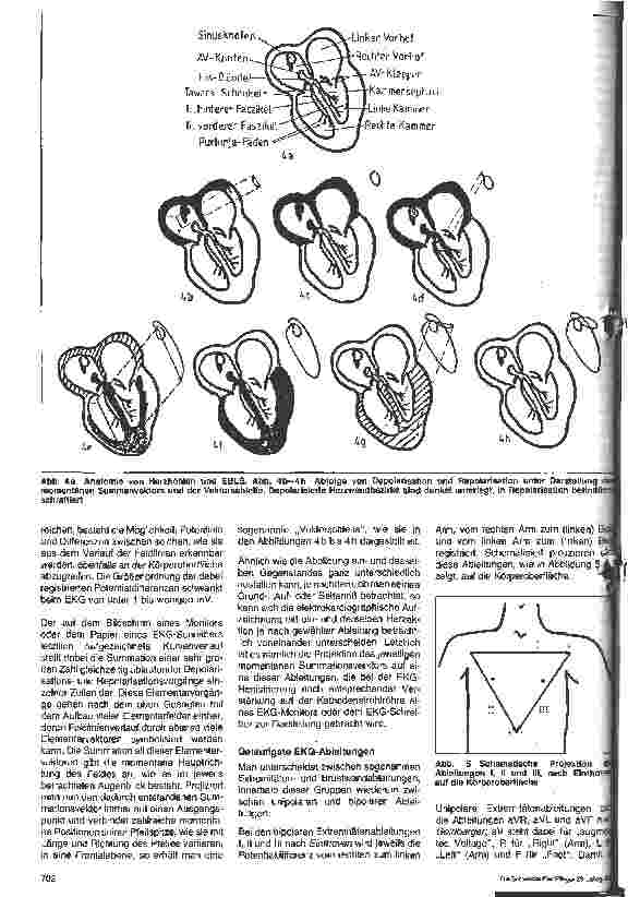 Vorschauseite 4: Elektrophysiologische Grundlagen, Einsatzbereich und allgemeine sicherheitstechnische Aspekte des EKG-Monitorrings - Teil 1