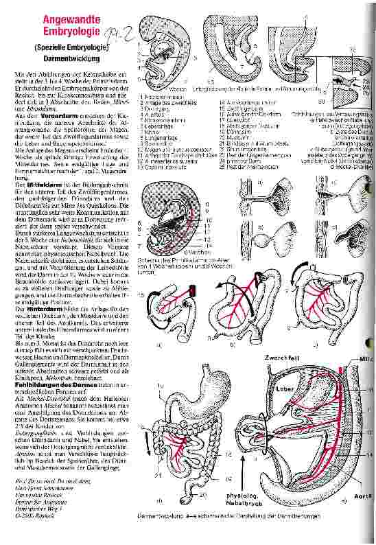 Vorschauseite 1: Angewandte Embryologie Darmentwicklung
