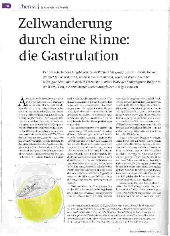 Vorschauseite 1: Zellwanderung durch eine Rinne die Gastrulation