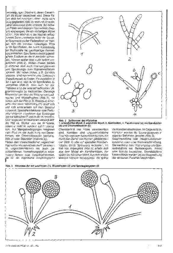 Vorschauseite 2: Grundlagen der Mikrobiologie