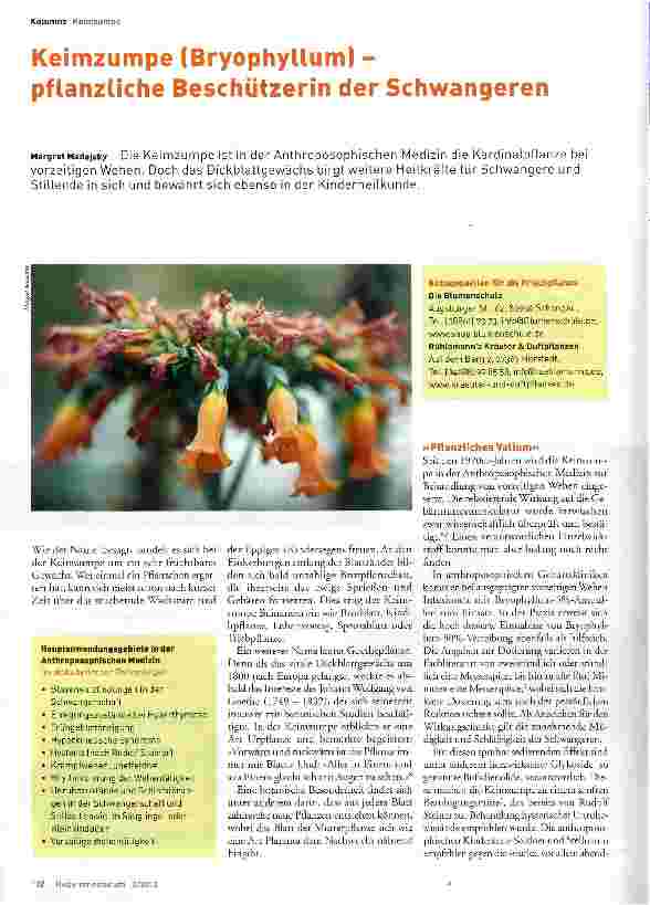 Vorschauseite 1: Keimzumpe (Bryophyllum) - pflanzliche Beschützerin der Schwangeren