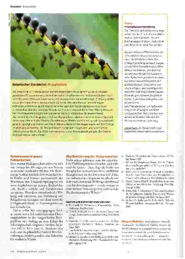 Vorschauseite 3: Keimzumpe (Bryophyllum) - pflanzliche Beschützerin der Schwangeren