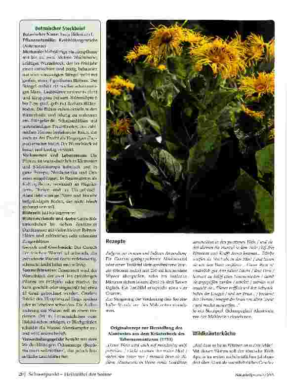 Vorschauseite 3: Alant - Inula helenium L.