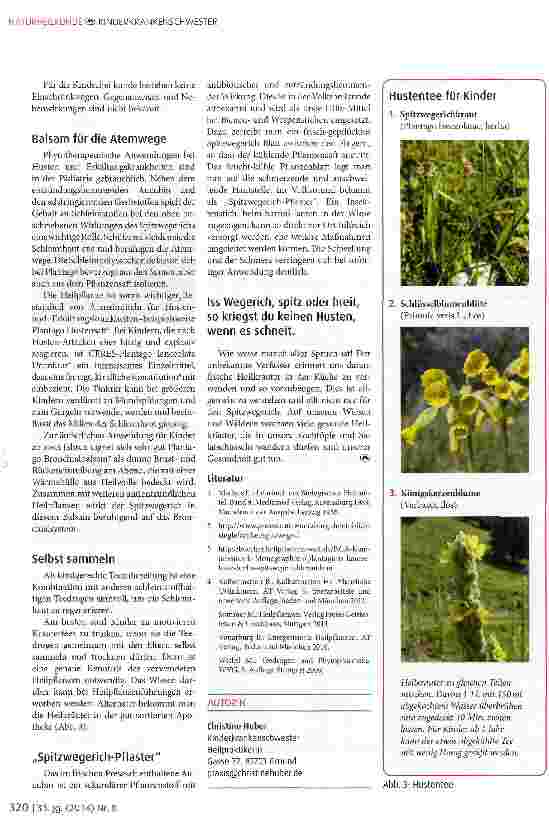 Vorschauseite 2: Spitzwegerich - Plantago lanceolata
