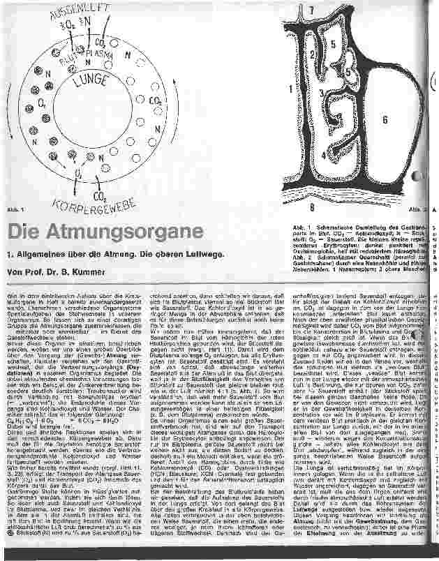 Vorschauseite 1: Die Atmungsorgane 1. Allgemeines über die Atmung. Die oberen Luftwege