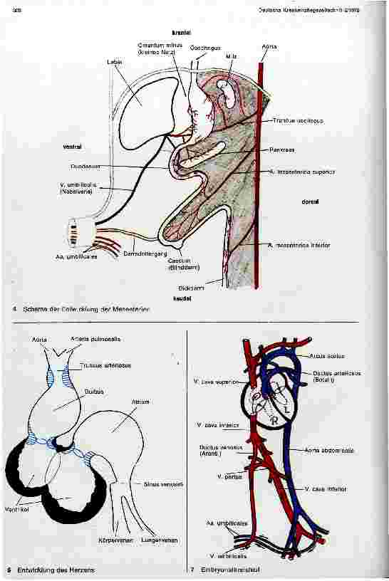 Vorschauseite 3: Die Entstehung des menschlichen Lebens - Embryologie