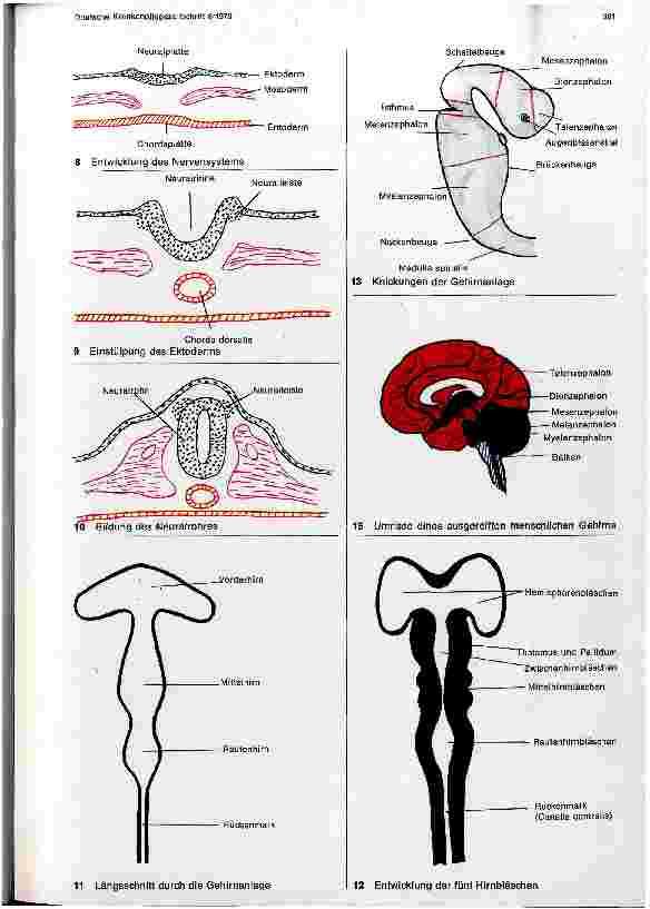 Vorschauseite 4: Die Entstehung des menschlichen Lebens - Embryologie