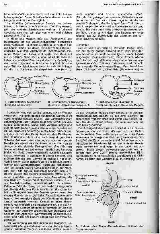 Vorschauseite 5: Die Entstehung des menschlichen Lebens - Embryologie