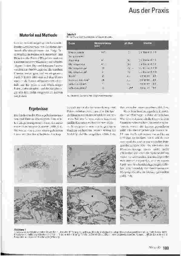 Vorschauseite 2: Die morphologischen Veränderungen von Larven beim Einsatz in der Biochirurgie