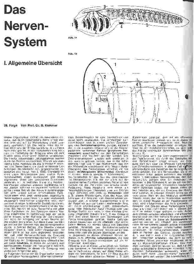 Vorschauseite 1: Das Nervensystem I. Allgemeine Übersicht 26. Folge