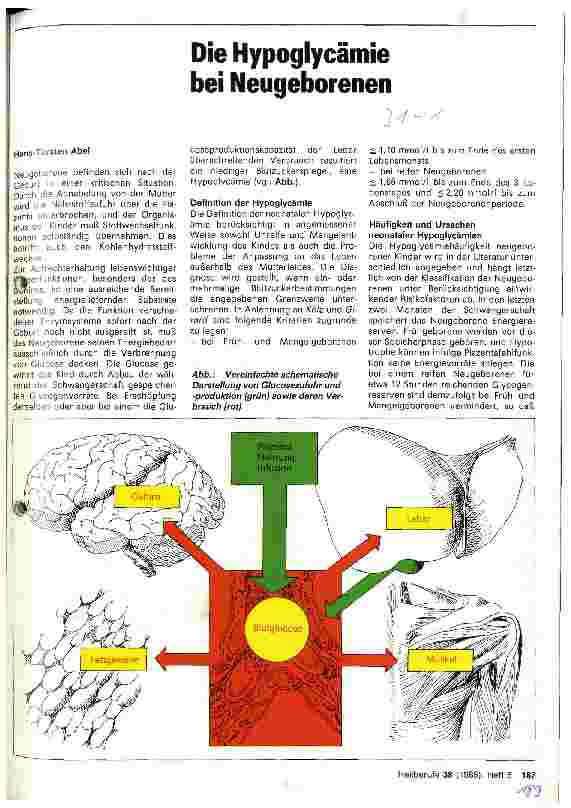Vorschauseite 1: Die Hypoglycämie bei Neugeborenen