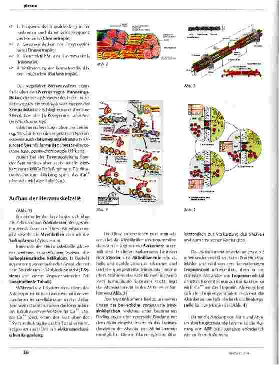 Vorschauseite 2: Das Herzreizleitungssystem