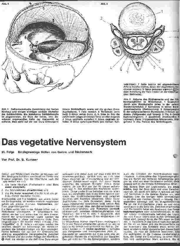 Vorschauseite 1: Das vegetative Nervensystem 29. Folge: Bindegewebige Hüllen von Gehirn und Rückenmark