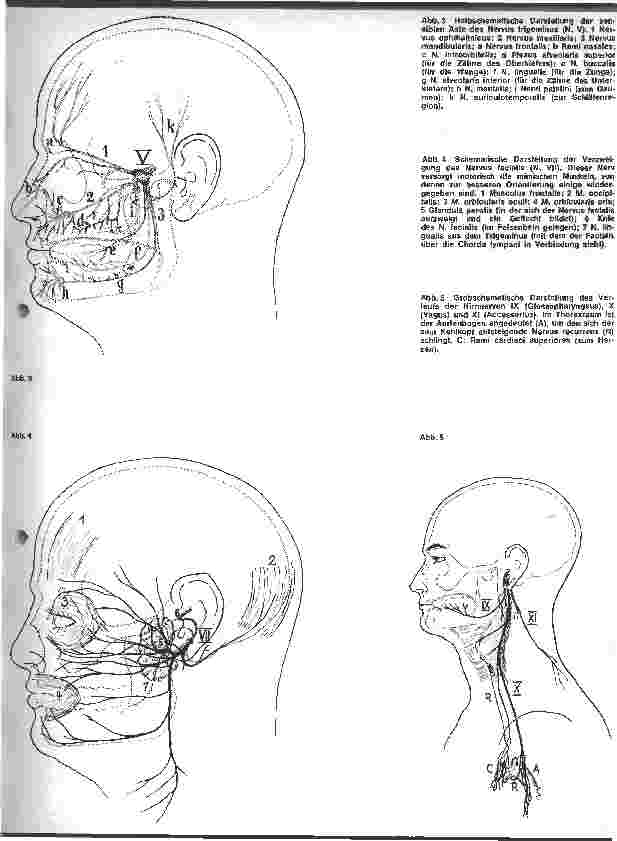 Vorschauseite 2: Das vegetative Nervensystem 29. Folge: Bindegewebige Hüllen von Gehirn und Rückenmark