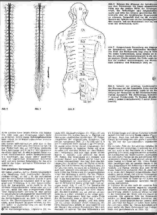 Vorschauseite 3: Das vegetative Nervensystem 29. Folge: Bindegewebige Hüllen von Gehirn und Rückenmark