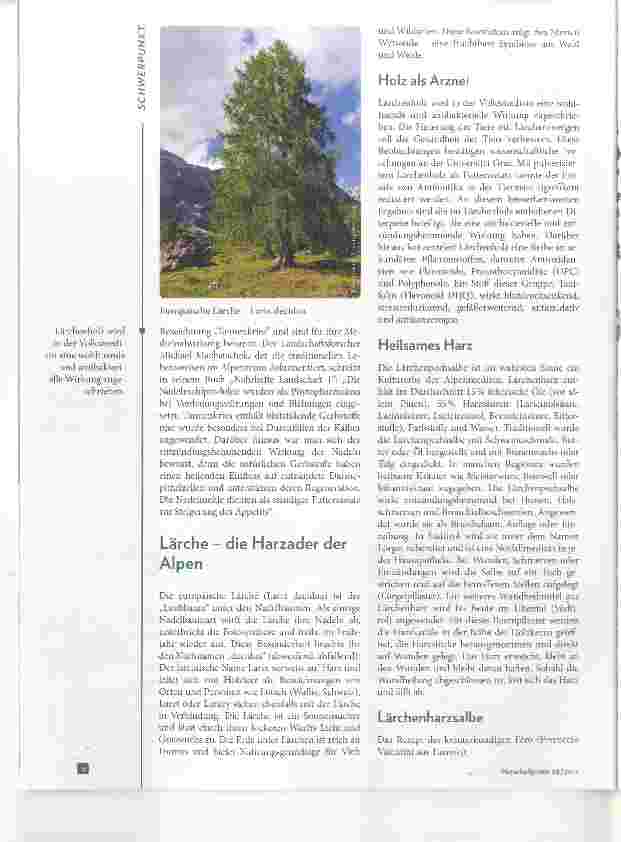 Vorschauseite 5: Baummedizin im Alpenraum Zirbe, Fichte und Lärche in der Ethnomedizin