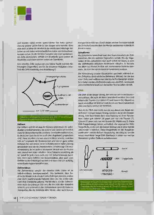 Vorschauseite 2: Genetische Grundlagen der Krebsentstehung