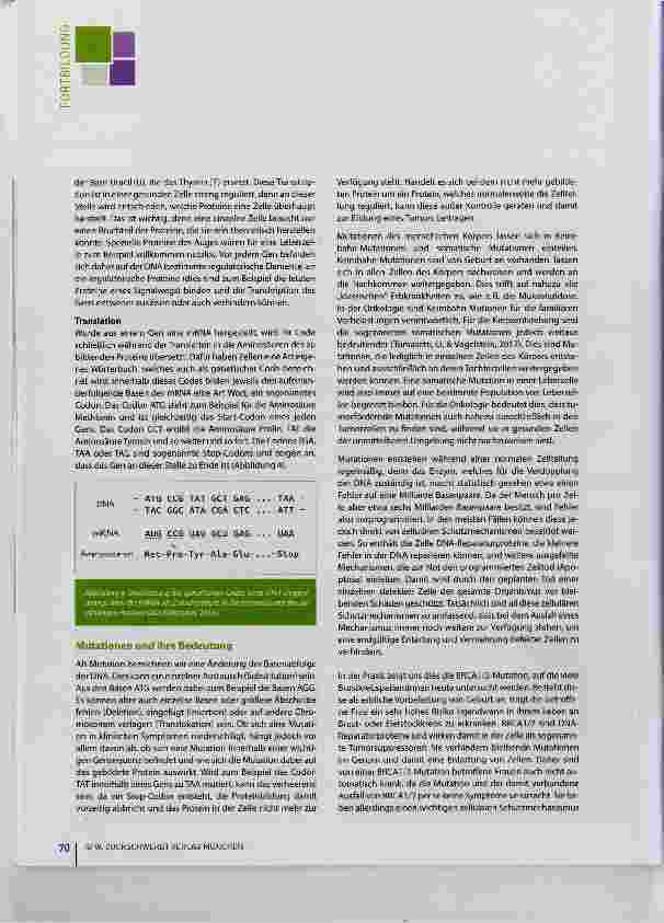 Vorschauseite 4: Genetische Grundlagen der Krebsentstehung