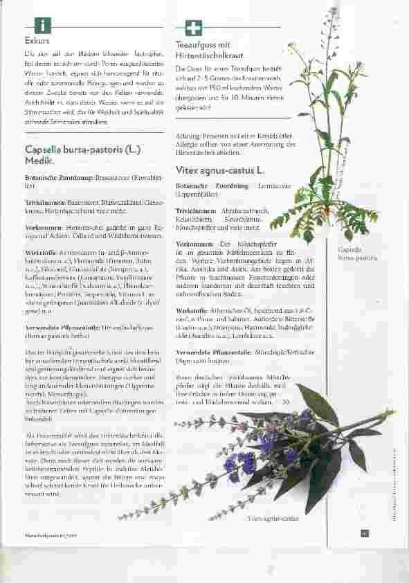 Vorschauseite 3: Männerpflanzen Wichtige Arten inn Pflanzenporträt