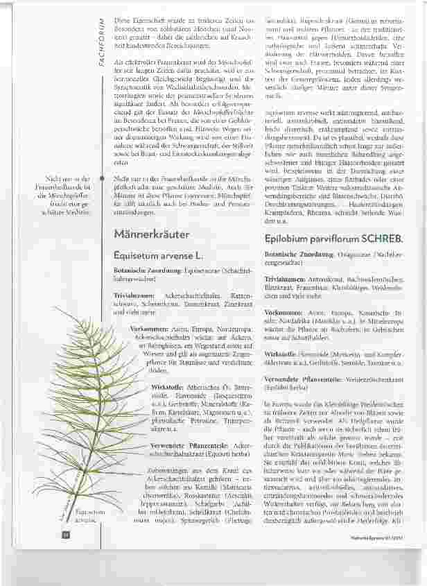 Vorschauseite 4: Männerpflanzen Wichtige Arten inn Pflanzenporträt