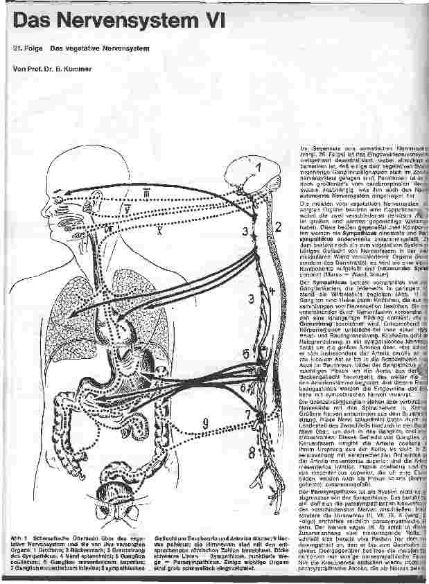 Vorschauseite 1: Das Nervensystem VI 31. Folge: Das vegetative Nervensystem