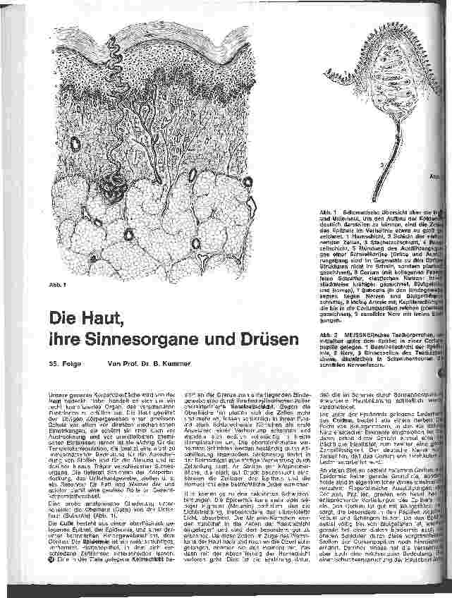 Vorschauseite 1: Die Haut, ihre Sinnesorgane und Drüsen 35. Folge: