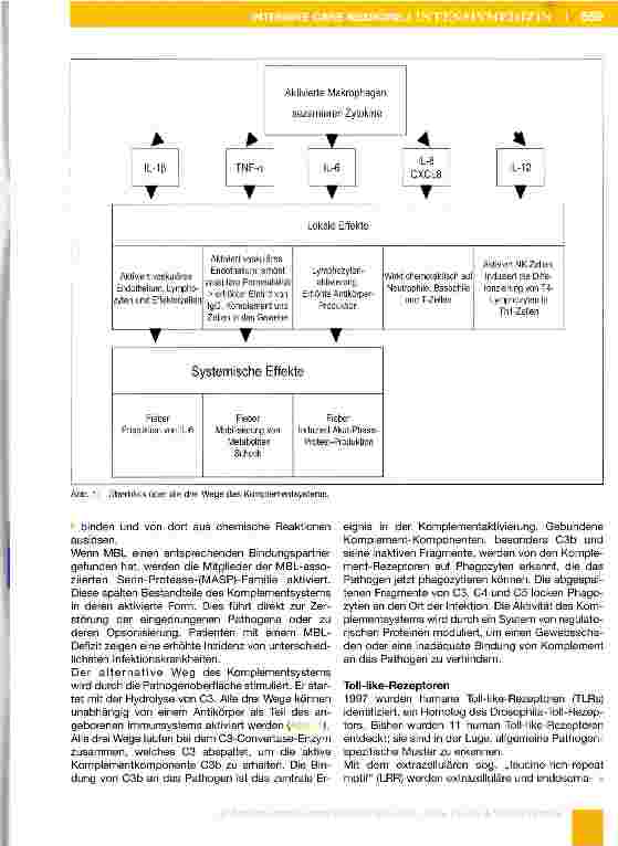 Vorschauseite 4: Das Immunsystem (Teil 1-7) Teil 1: Das angeborene Immunsystem
