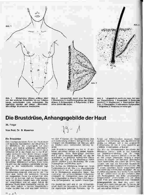 Vorschauseite 1: Die Brustdrüse, Anhanggebilde der Haut 36. Folge