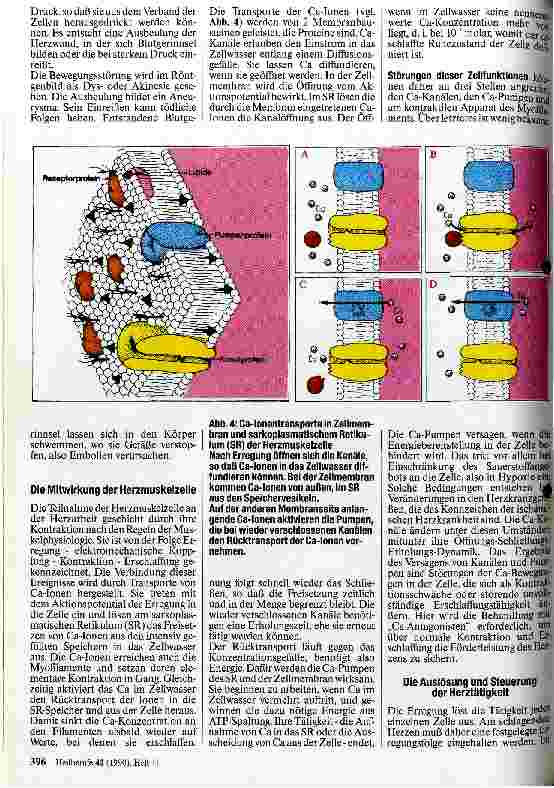Vorschauseite 3: Die Arbeitsweise des Herzmuskels und ihre Störungen