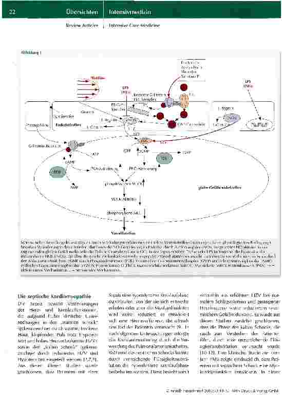 Vorschauseite 3: Hämodynamische Veränderungen in der Sepsis