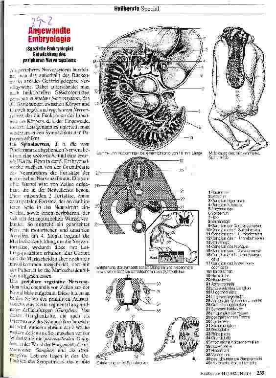 Vorschauseite 1: Angewandte Embryologie Entwicklung des peripheren Nervensystems