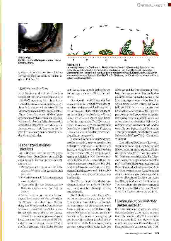 Vorschauseite 2: Bakterielle Biofilme Teil 1: Vorkommen, Entstehung und Mechanismen