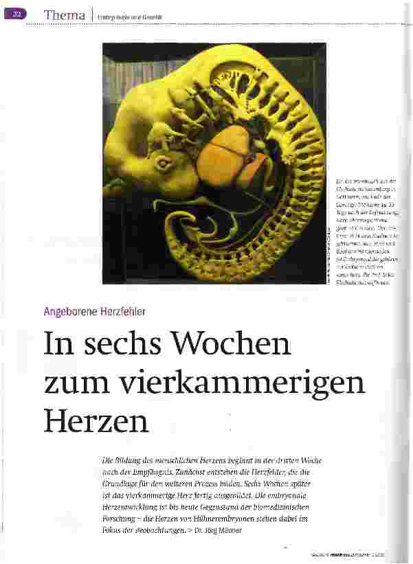 Vorschauseite 1: In sechs Wochen zum vierkammerigen Herzen