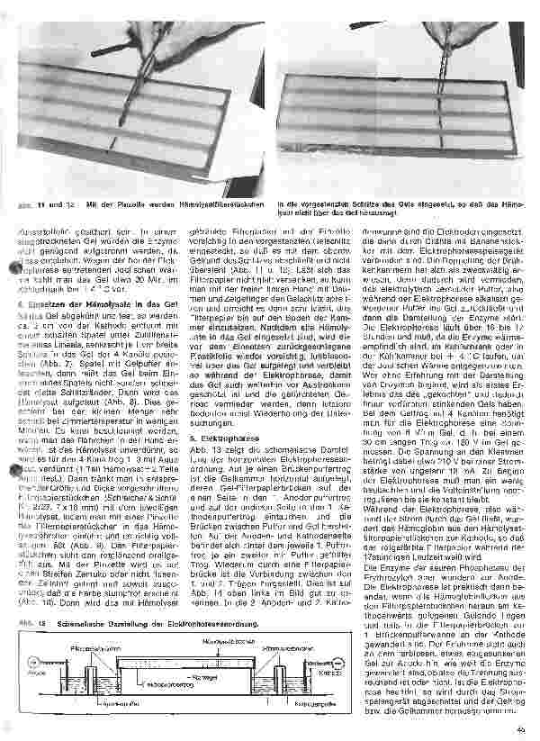 Vorschauseite 4: Transfusionskunde, Blutgruppenserologie, Immunhämatologie 24.Folge: Erbliche Blutmerkmale in den Erythrozyten