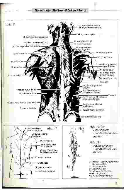 Vorschauseite 3: Anatomie und Funktion des Rückens (Rücken/Teil 3) Der menschliche Rücken ist die Rück-Seite des Oberkörpers