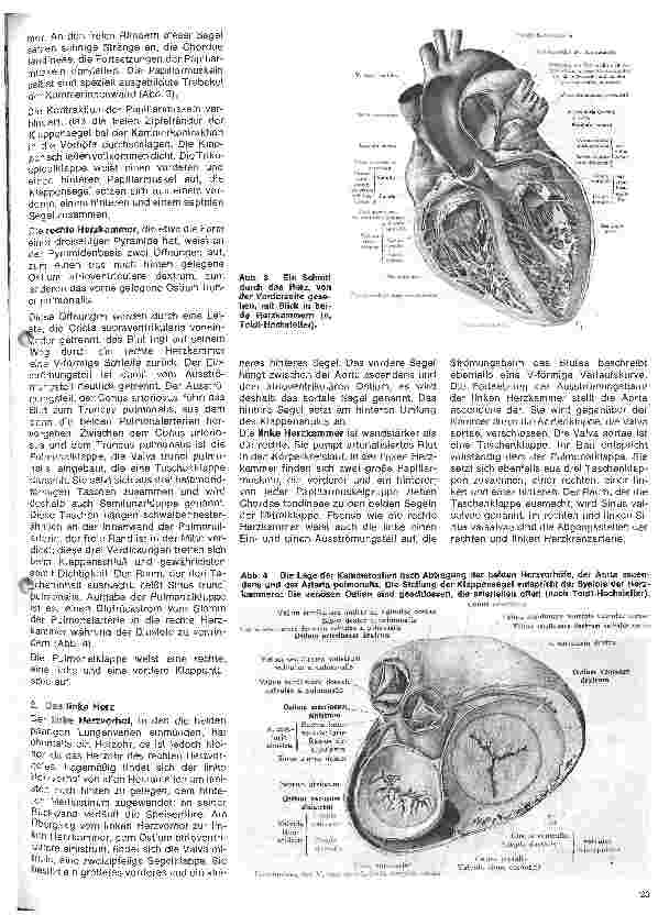 Vorschauseite 2: Das Herz 2.Folge: Die Anatomie des Herzens