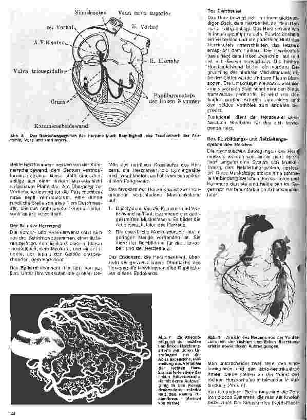 Vorschauseite 3: Das Herz 2.Folge: Die Anatomie des Herzens