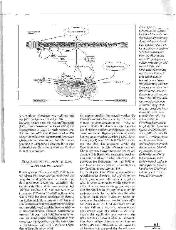 Vorschauseite 3: ANÄSTHETIKA-INDUZIERTE PRÄKONDITIONIERUNG ALS PRINZIP DER PERIOPERATIVEN RISIKOREDUKTION