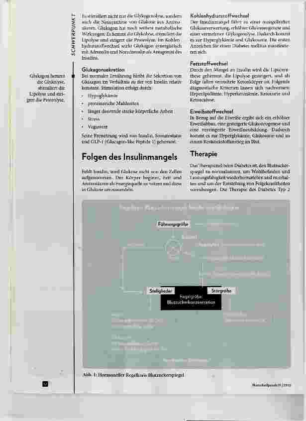 Vorschauseite 2: Die Hormone der Bauchspeicheldrüse