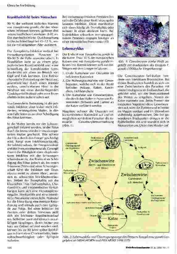 Vorschauseite 2: Toxoplasma gondii ein ungewöhnlicher Organismus mit dem Menschen als „Zwischenwirt