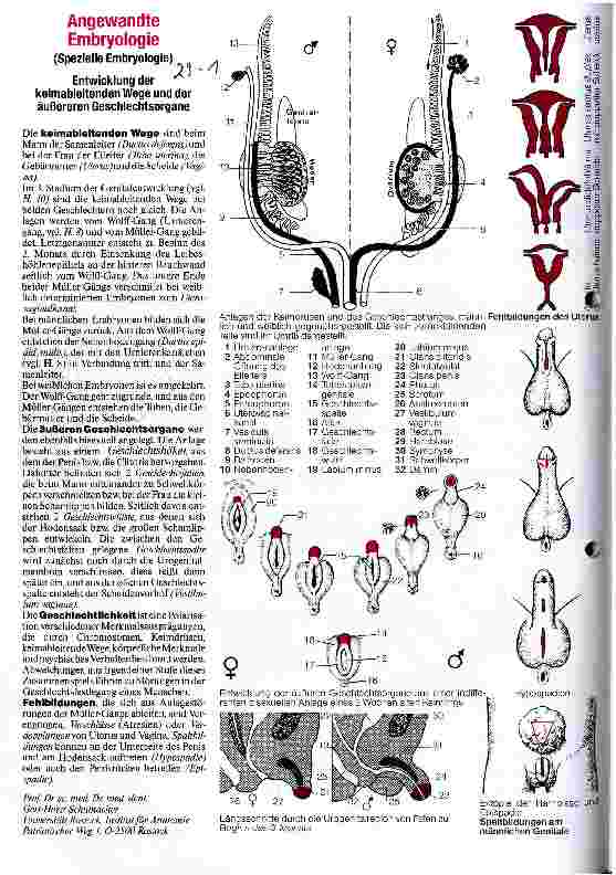 Vorschauseite 1: Angewandte Embryologie Entwicklung der keimableitenden Wege und der äußeren Geschlechtsorgane