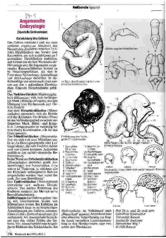 Vorschauseite 1: Angewandte Embryologie Entwicklung des Gehirns