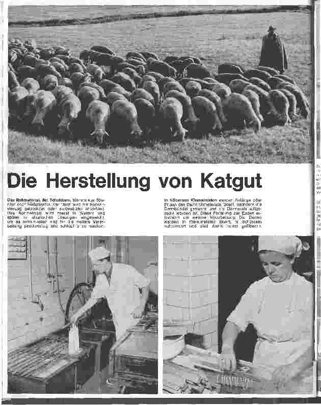 Vorschauseite 1: Die Herstellung von Katgut