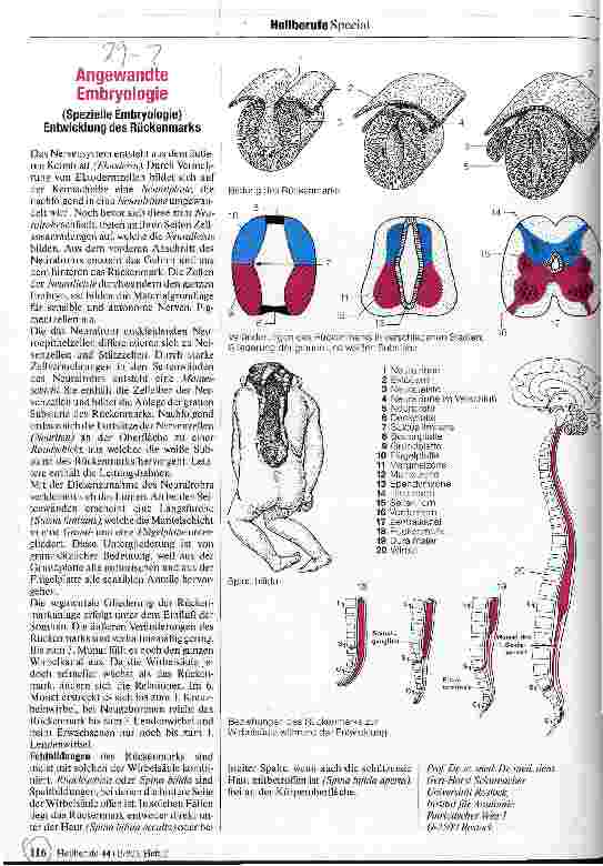Vorschauseite 1: Angewandte Embryologie Entwicklung des Rückenmarks