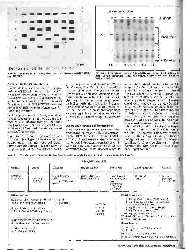 Vorschauseite 6: Transfusionskunde, Blutgruppenserologie und Immunhämatologie 24.Folge: Erbliche Blutmerkmale in den Erythrozyten