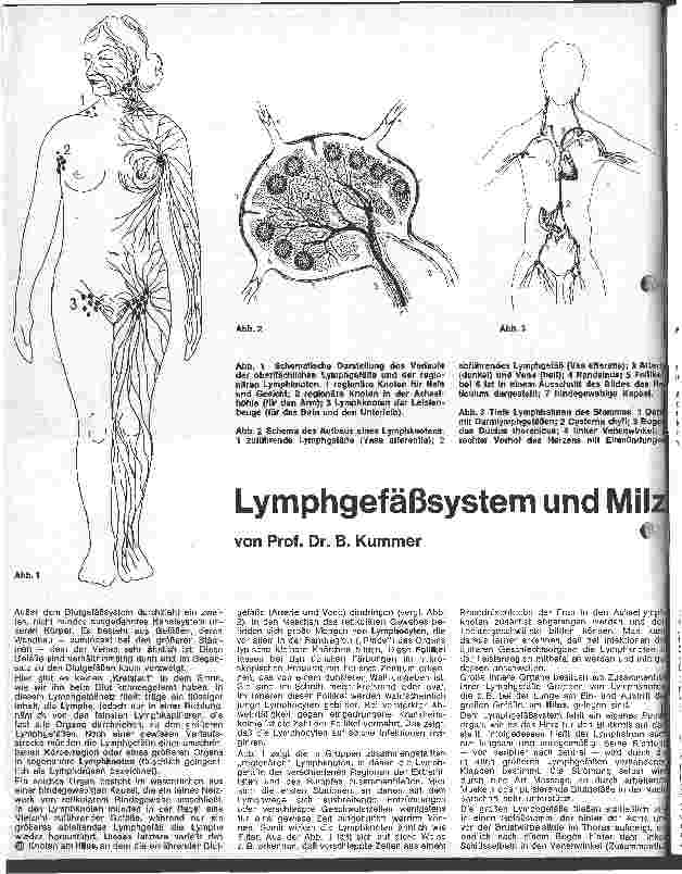 Vorschauseite 1: Lymphgefäßsystem und Milz