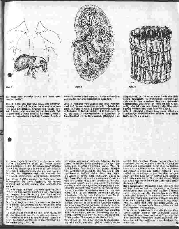 Vorschauseite 2: Lymphgefäßsystem und Milz