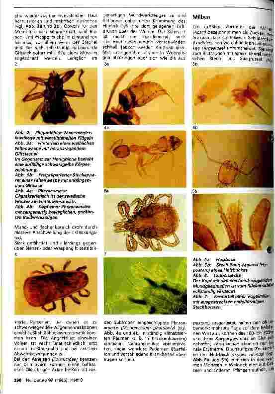 Vorschauseite 2: Arthropoden als sommerliche Plagegeister des Menschen