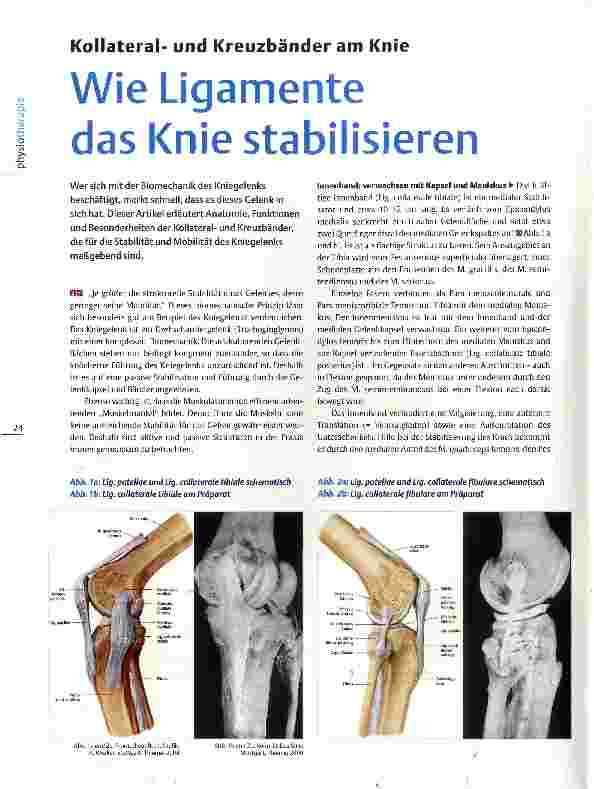 Vorschauseite 1: Kollateralund Kreuzbänder am Knie Wie Ligamente das Knie stabilisieren