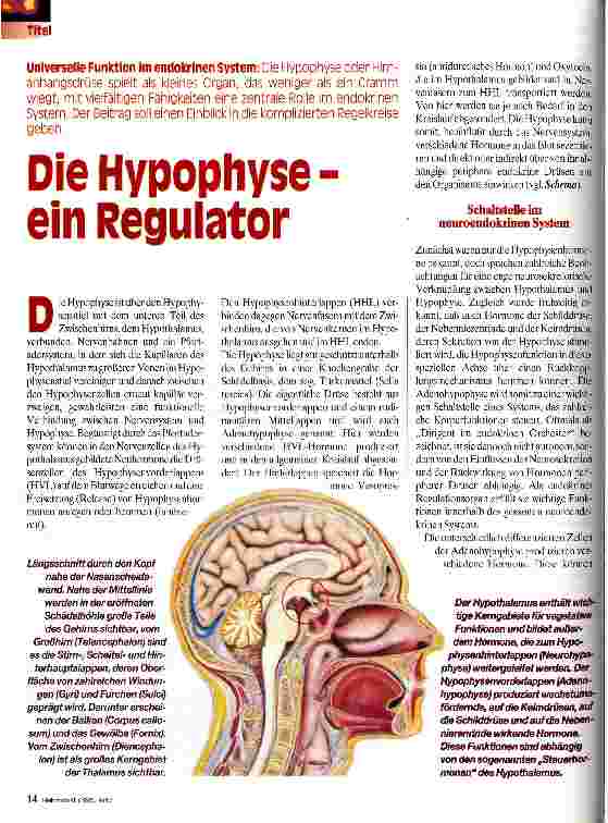Vorschauseite 1: Die Hypophyse - ein Regulator